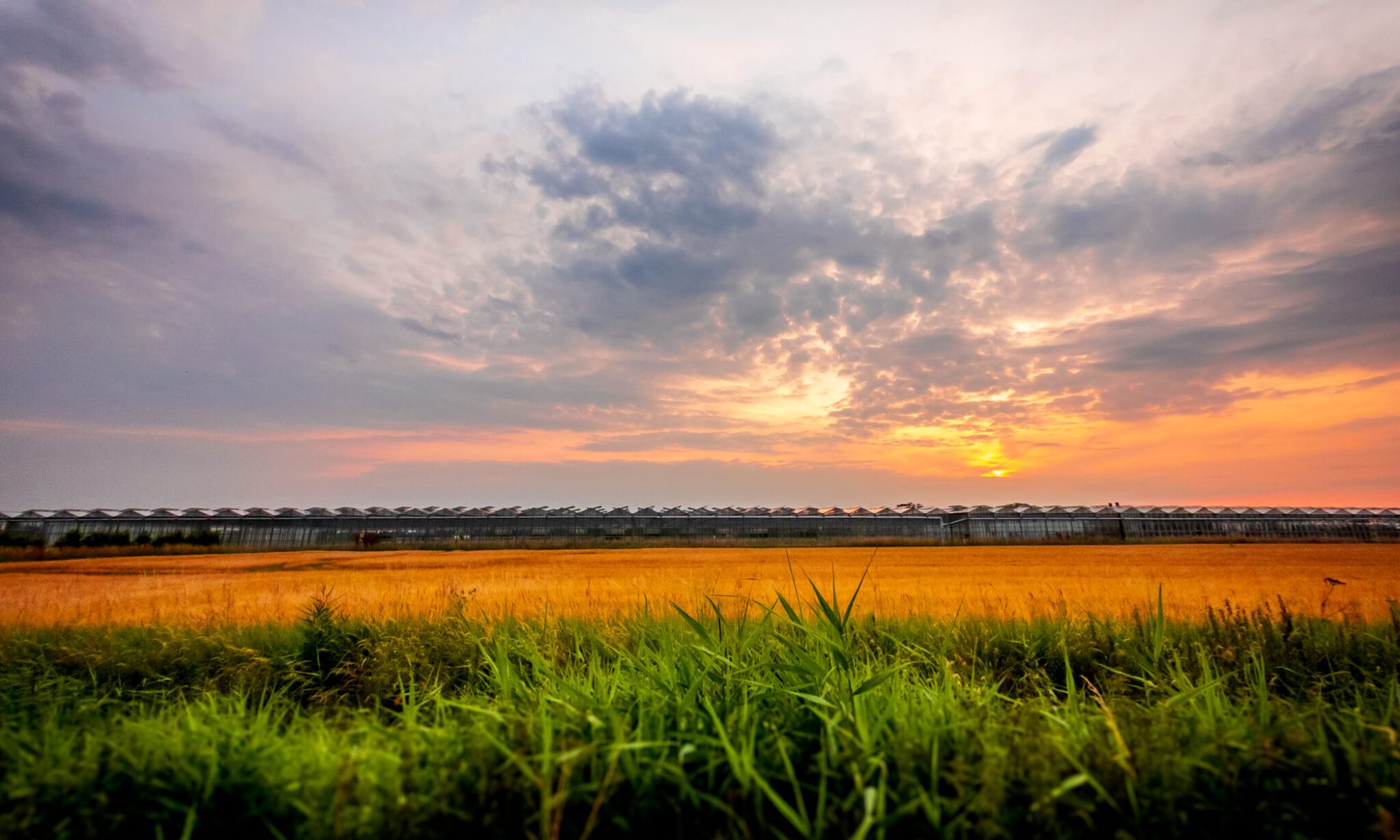 Golden summer sunset over an industrial greenhouse near Spalding in Lincolnshire, UK, with grass, reeds and freshly cut wheat field in the foreground