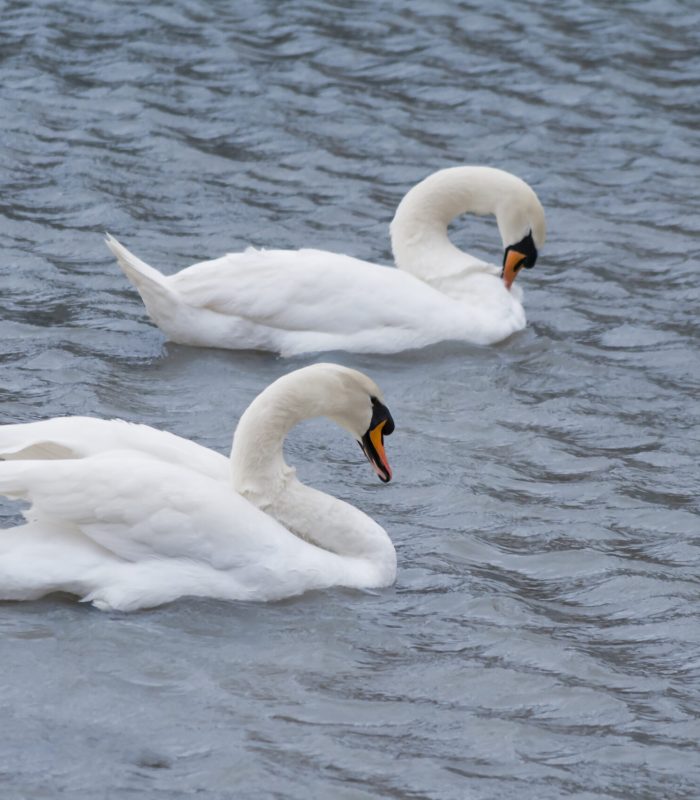 Two swans floating on the cool blue water.