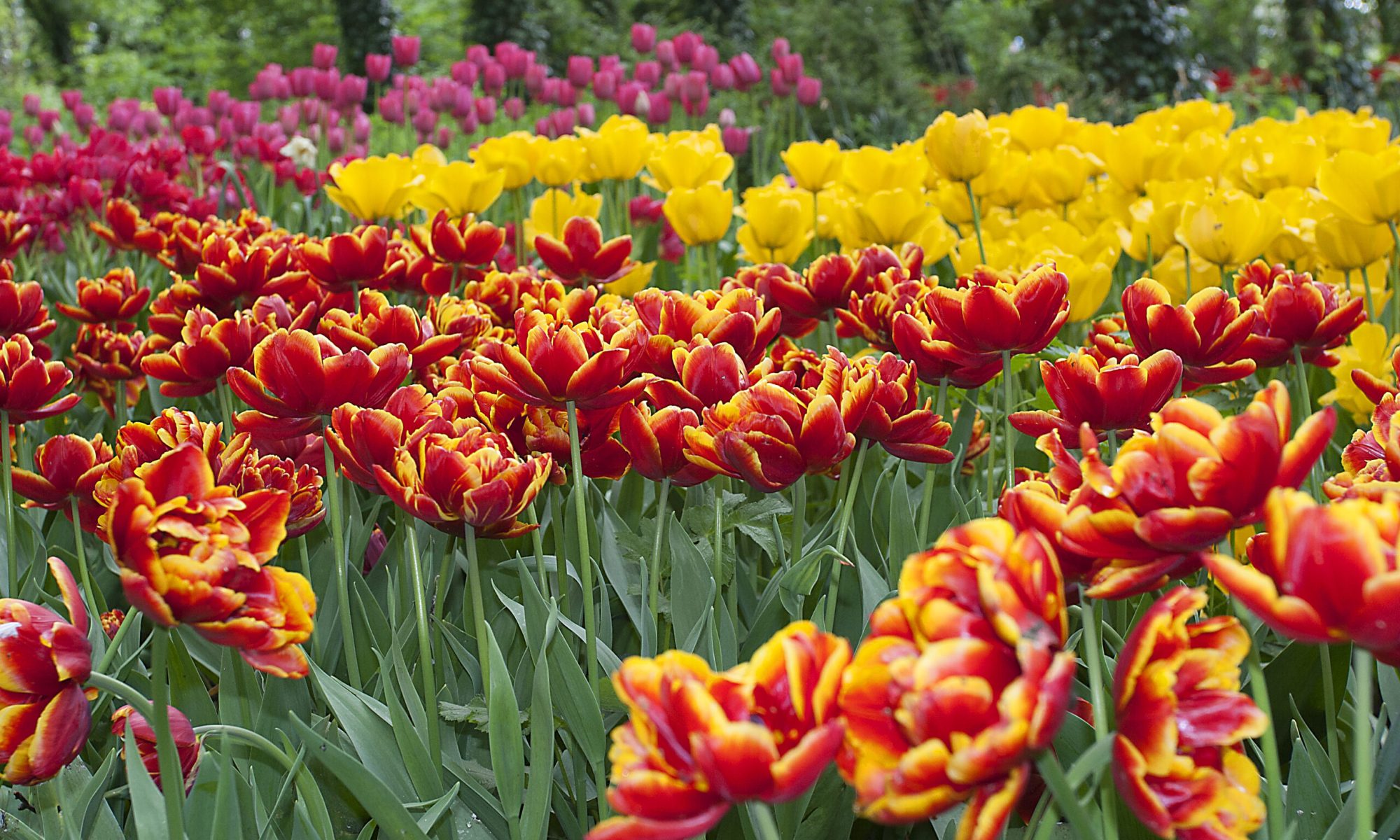 Multiple colours of tulips taken in Spalding, Lincolnshire public gardens